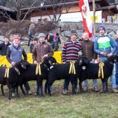 Gruppensieger Vereinsausstellung Braunes Bergschaf Tirol 2020 (22)